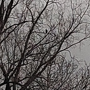 Fundraising Page: Dianne Mchale